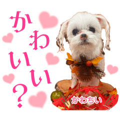 suzu_20240301200945