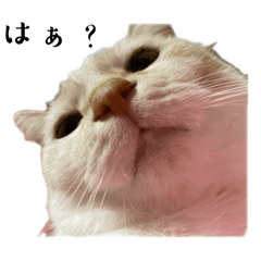 nyanyanyannyanya