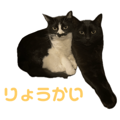 My cats#2
