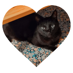 chakoCat