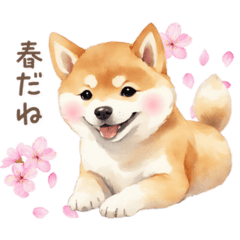 Shiba Inu can be used in spring