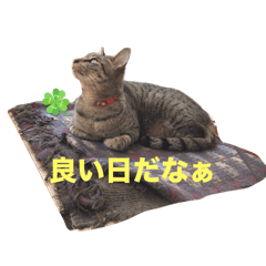 Necozuki_20240302145146