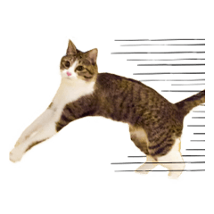 若と梅の猫スタンプ キリヌキver