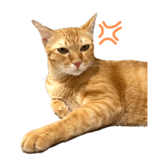 Orange cat work for wet cat food