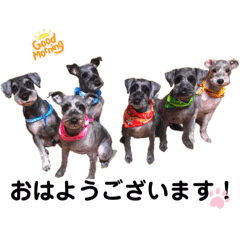 Dogs of the Takeuchi family