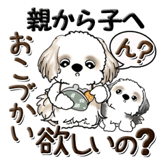 Shih Tzu dog (from parent to child)