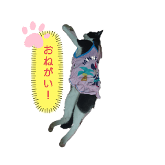 nao_20240303075905