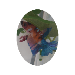 Betta_Fish4