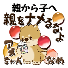 Shiba-inu (from parent to child)