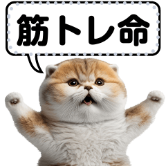Realistic Cats Message stickers3