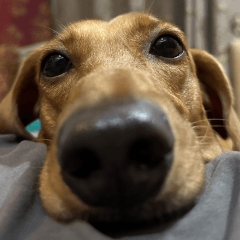 40 faces of Moru – LINE stickers | LINE STORE