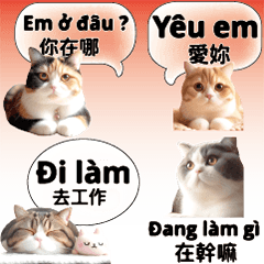 แมวน่ารัก ลูกแมว เวียดนาม เวียดนาม จีน1