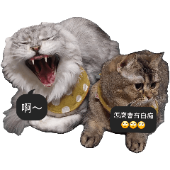 寵物常
