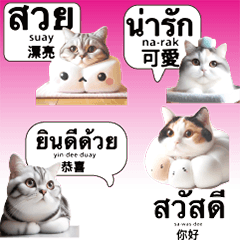 可愛貓咪小貓泰文中文1