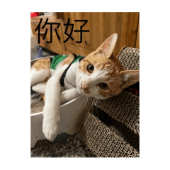 蛋哥生活