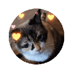 stiker kucing bergerak – LINE stickers | LINE STORE