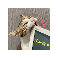 bibi the cat_2024-01