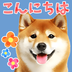 Shiba Inu Photo Sticker with greetings