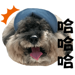 球球小臭