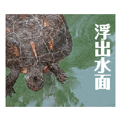 小羊的動物好朋友們