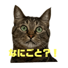 hanamegane_20240303173046