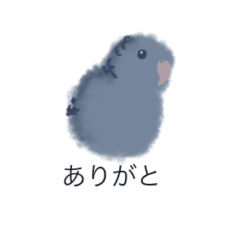 Lineolated parakeet -Japanese-