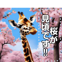cherry blossoms and Animals