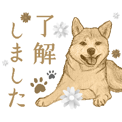 2020Tukiyomi kanon_Drawing-Dog-spitz1
