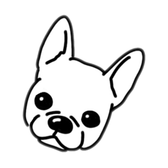 Pretty french bulldog Komomo