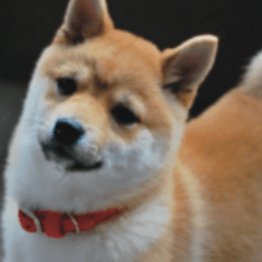 Mame-Shiba Nana-Chan