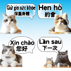 cute cat kitten vietnam chinese 3