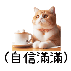 Cute Cat Kitten Practical Conversations3