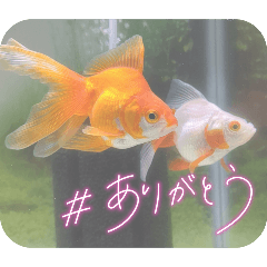 金魚のスタンプ☆琉金