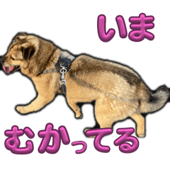 Suzu_20240304191731