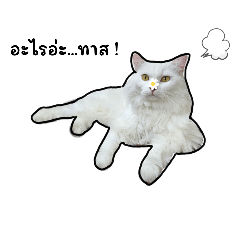 Gussspd
