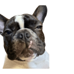 Frenchie-man_20240304170239