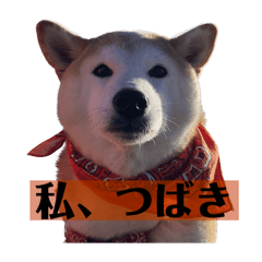 tsubaki_20240304220353