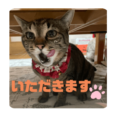 tama hina_20240304221858