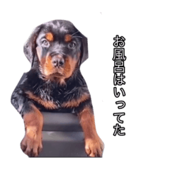Buzzの可愛いかわいいスタンプです