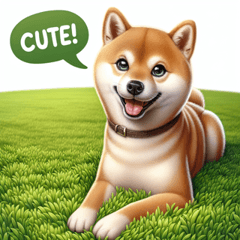 Shiba Inu in a green meadow