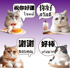 可愛貓咪小貓泰文中文3