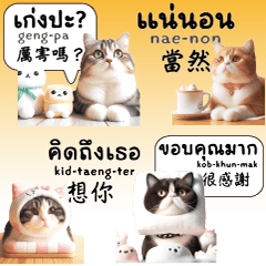 可愛貓咪小貓泰文中文2