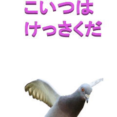 edokko from Pigeon-BIG