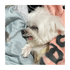 Honey狗狗 3/4