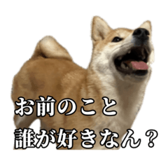 tukune dog
