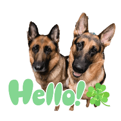 天津甘栗ぷー吾朗！番外編お友達シェパード