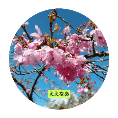 Achi_20240306103009