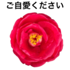 Camellia in full bloom and words