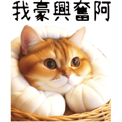 Cute Cat Kitten Practical Conversations4