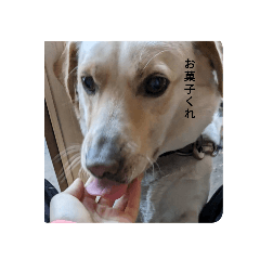 Sakura_20240306155932